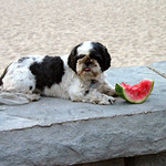Is Watermelon safe For Dogs