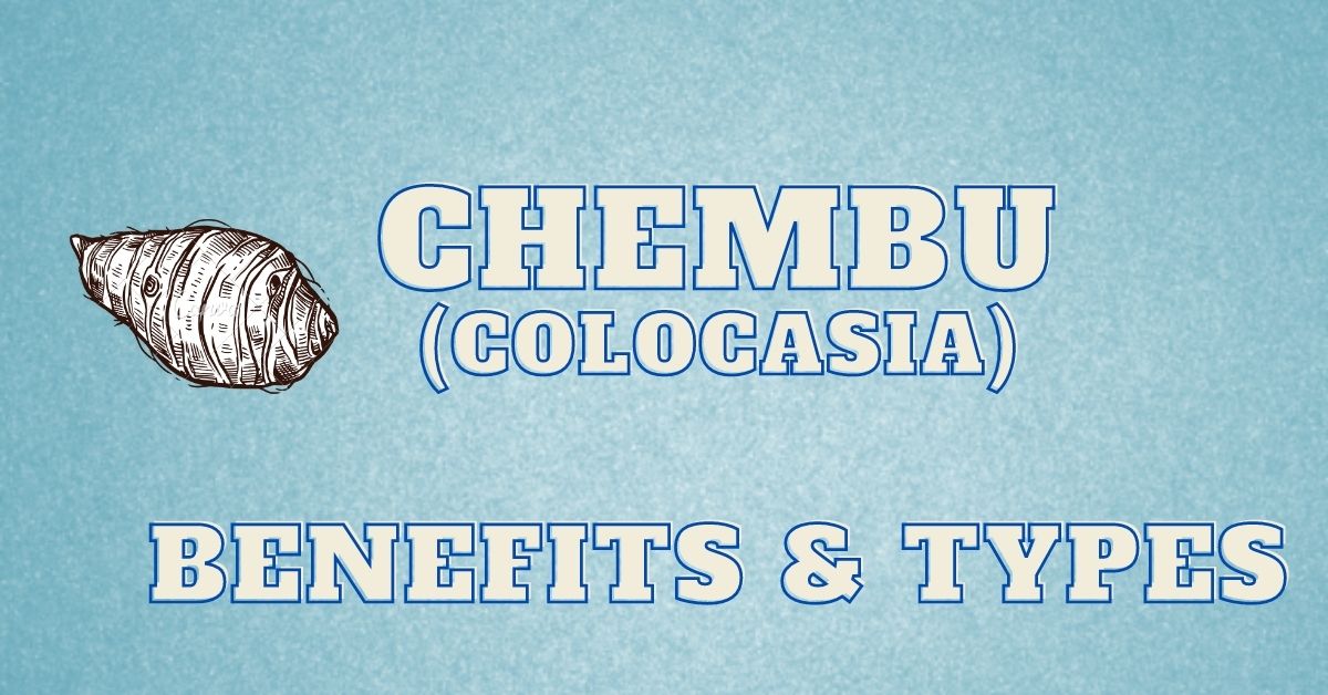 Chembu in English | Chembu Benefits | Madhura Chembu