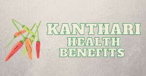 Kanthari Mulaku in English, Tamil | Kanthari Health Benefits