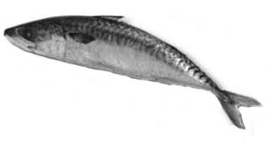 Vanjaram Fish In English Ayakoora Seer Fish In Tamil Malayalam Telugu Kannada