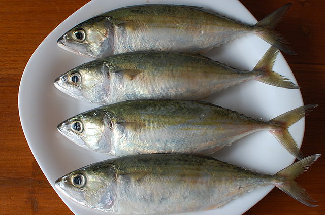 indian Mackerel Fish