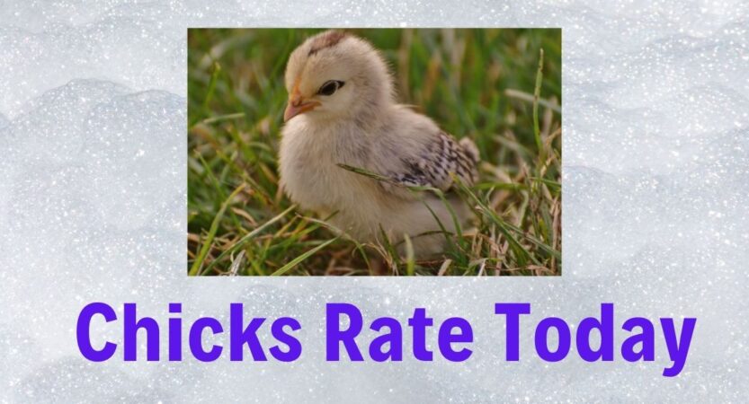 Chicks Price Today