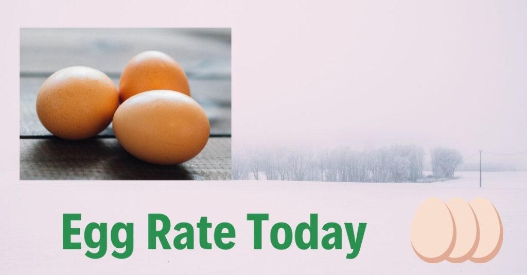 Today Egg Rate In Chennai Egg Rate Today | NECC Egg Price in Barwala, Namakkal, HYD, Delhi – The