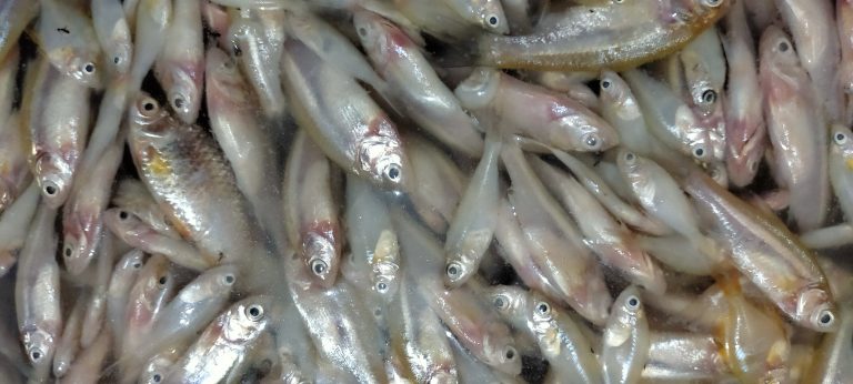 nethili fish in english anchovy fish