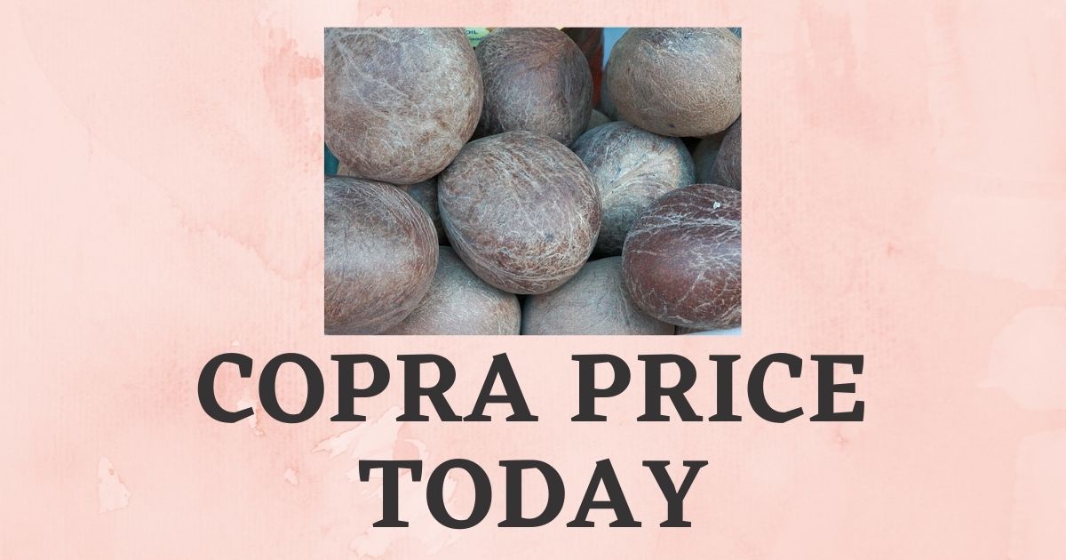 Copra Price Today 2023 | Tiptur Arsikere Copra Rate