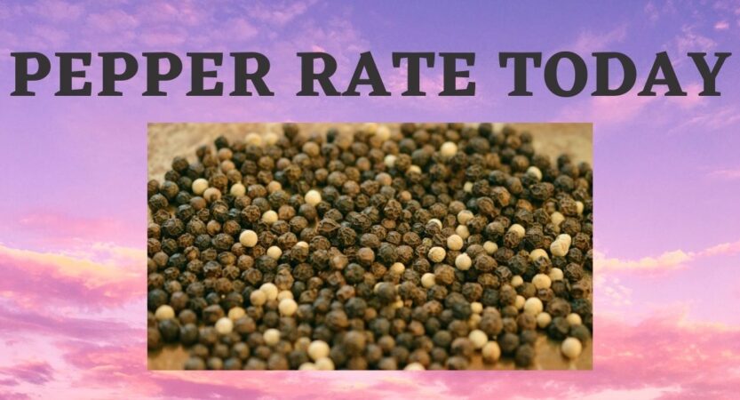 Pepper Price Today | Black Pepper Rate | Kali Mirch Rate