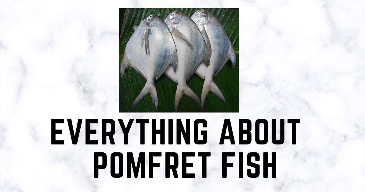 Pomfret Fish in Tamil, Malayalam & Pomfret Health Benefits