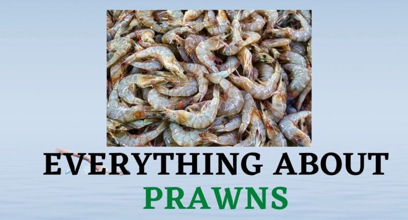 Prawns in Hindi, Tamil, Telugu | Prawns Health Benefits