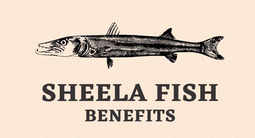 Sheela Fish in English | Sheela Fish Benefits | Barracuda