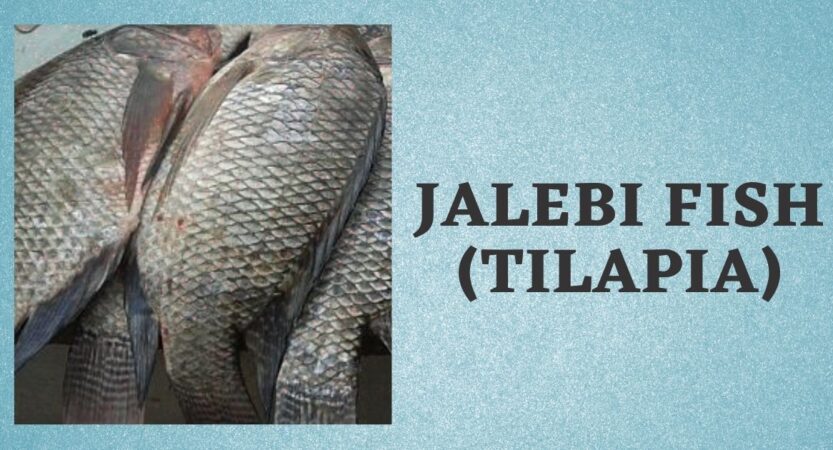 Jalebi Fish in English | Benefits | Tilapia Fish Names