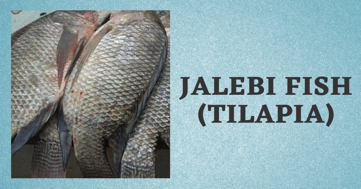 Jalebi Fish in English | Benefits | Tilapia Fish Names