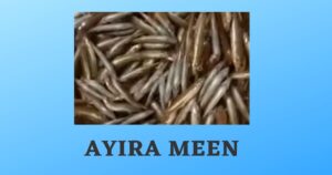 Ayira Meen in English | Ayira Fish | Ayira Health Benefits
