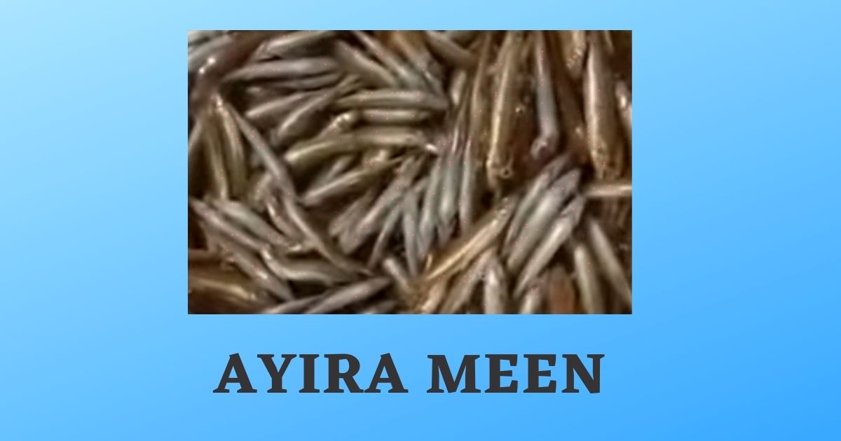 Ayira Meen in English | Ayira Fish | Ayira Health Benefits