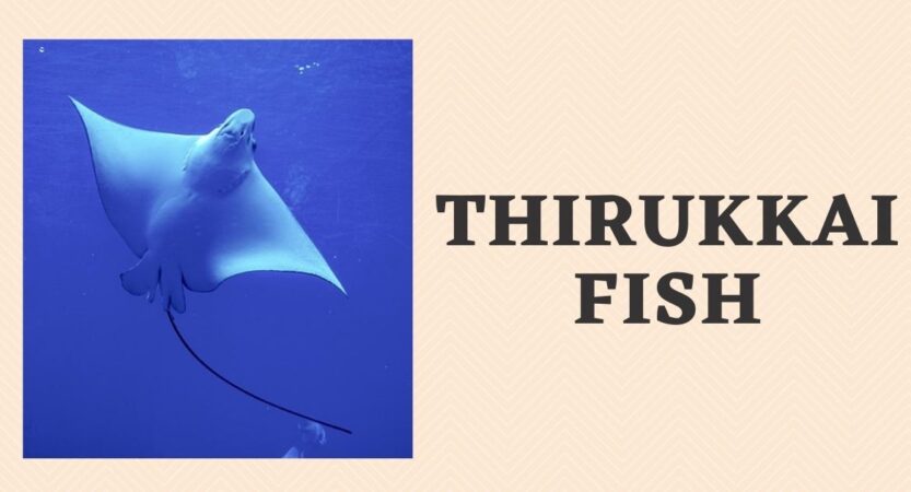 Thirukkai Fish in English | Thirukkai Meen Benefits | Stingray Fish