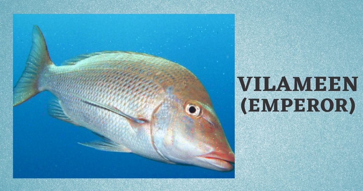 Vilameen | Vilai Meen in English | Emperor Fish Benefits