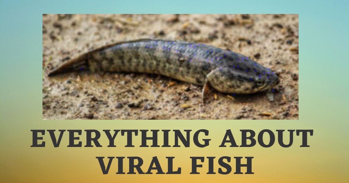 Viral Meen | Viral Fish in English | Murrel Fish Benefits | Varal