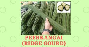 Peerkangai in English | Peerkangai Benefits | Ridge Gourd Names