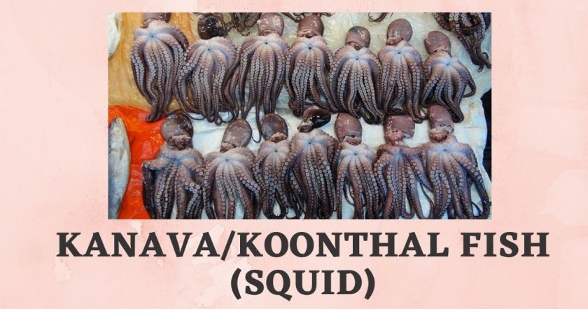 Kanava Fish in English | Koonthal/Kadamba Fish | Squid Benefits