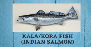 Kora Fish in English | Indian Salmon | Kaala Fish Benefits