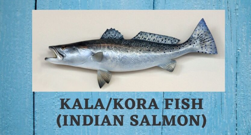 Kora Fish in English | Indian Salmon | Kaala Fish Benefits