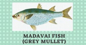 Madavai Fish in English | Madavai Benefits | Grey Mullet Fish Names