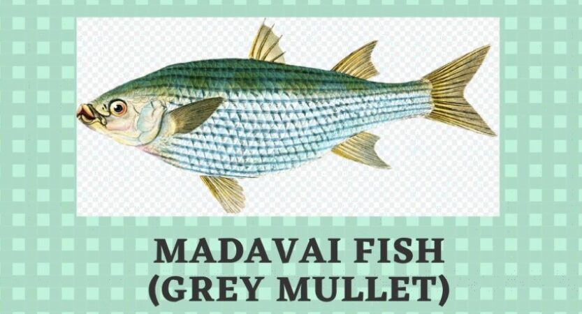 Madavai Fish in English | Madavai Benefits | Grey Mullet Fish Names