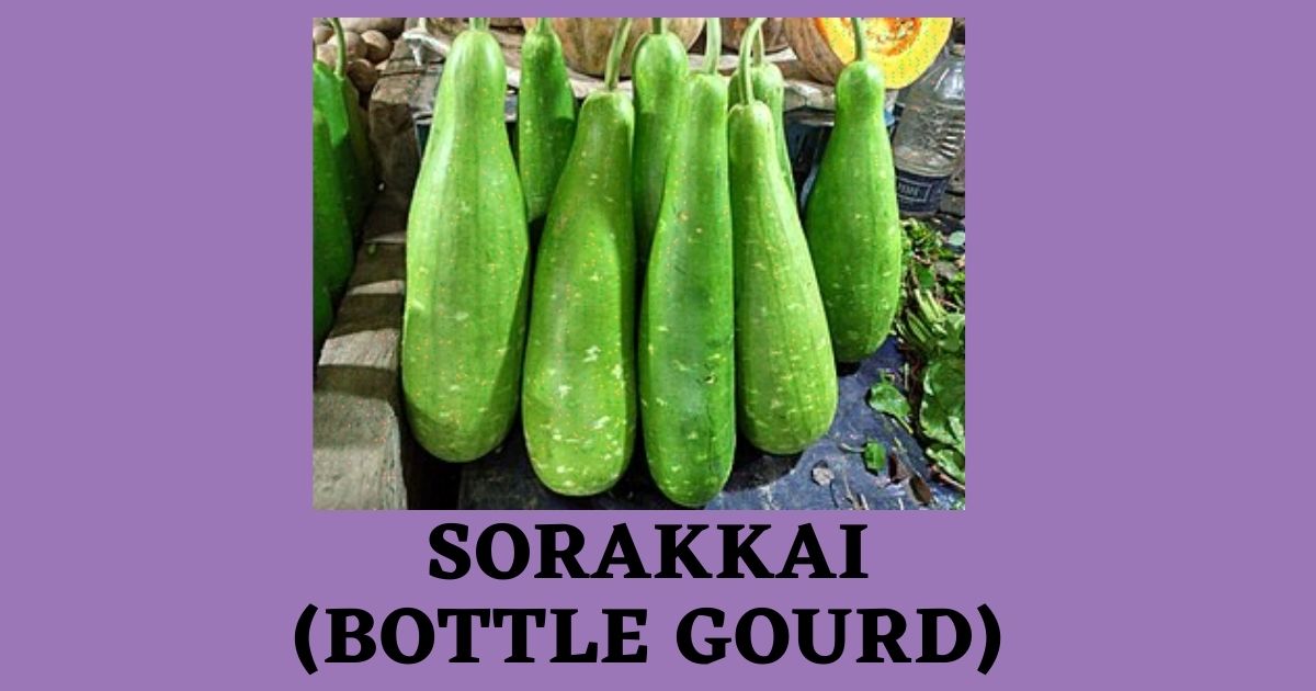 Sorekai in English | Sorakkai | Sorakaaya Benefits | Bottle Gourd Names