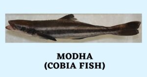 Modha Fish in English | Motha Fish Benefits | Cobia Fish Names