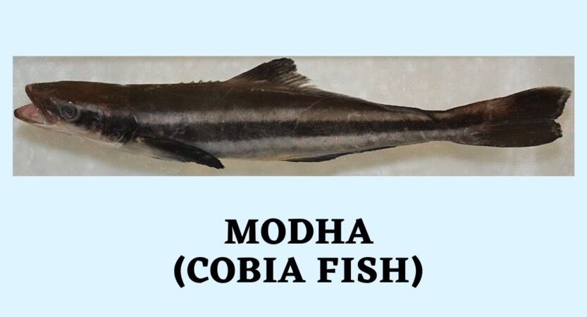 Modha Fish in English | Motha Fish Benefits | Cobia Fish Names