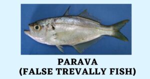 Parava Fish in English | Parava Benefits | False Trevally Fish Names