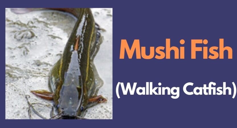 Mushi Fish in English | Mushi Benefits | Keluthi Meen