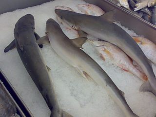 paal sura fish