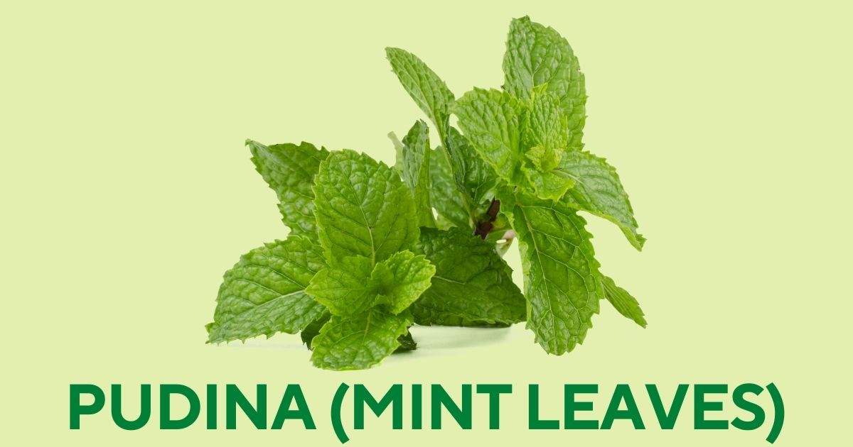 Pudina in English | Pudina Benefits | Mint Leaves Names