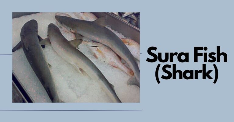Modtha Fish Modha Fish in English | Motha Fish Benefits | Cobia Fish Names – The ...