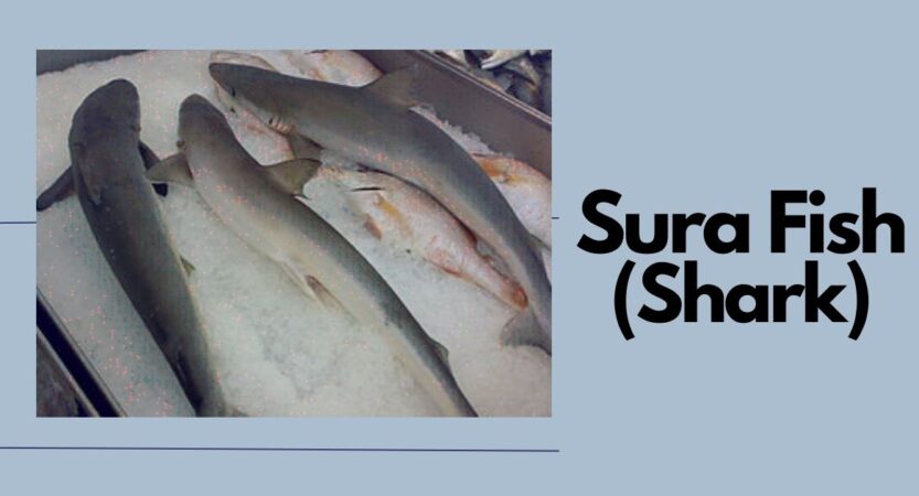 Sura Fish in English | Sura Benefits | Paal Sura Fish