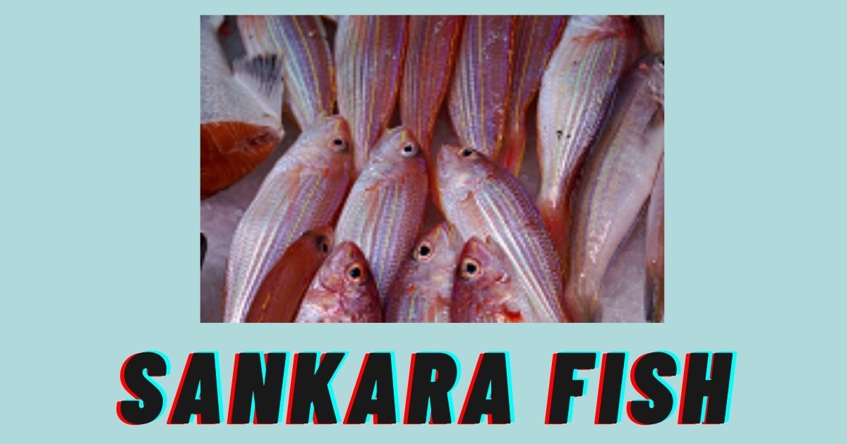 Sankara Fish in English | Sankara Meen | Sankara Benefits