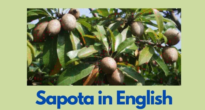 Sapota in English | Chiku in English | Manilkara Zapota