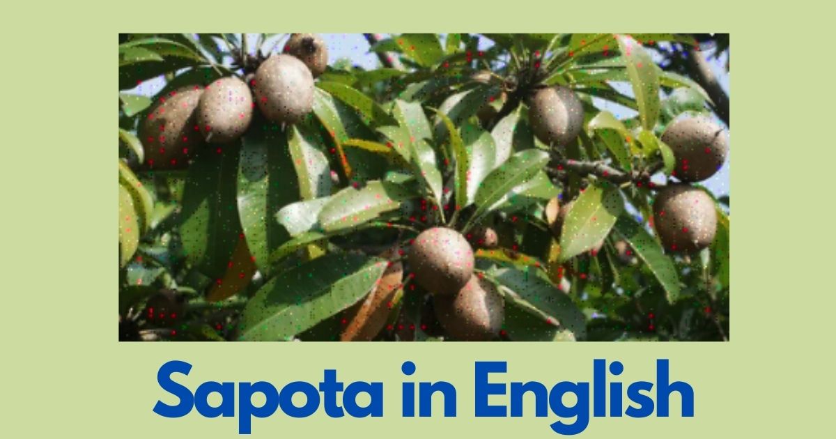 What is the name of sapota in English?