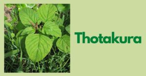 Thotakura in English | Thotakura Health Benefits