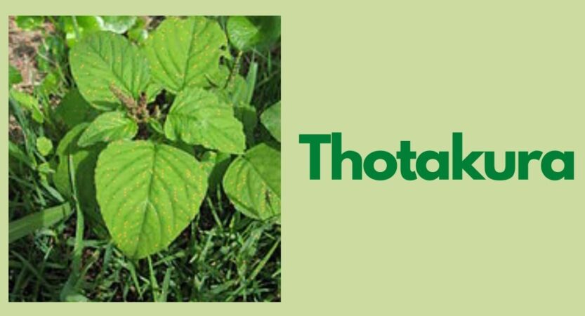 Thotakura in English | Thotakura Health Benefits