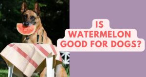 Is Watermelon Good For Dogs? The Truth Revealed!