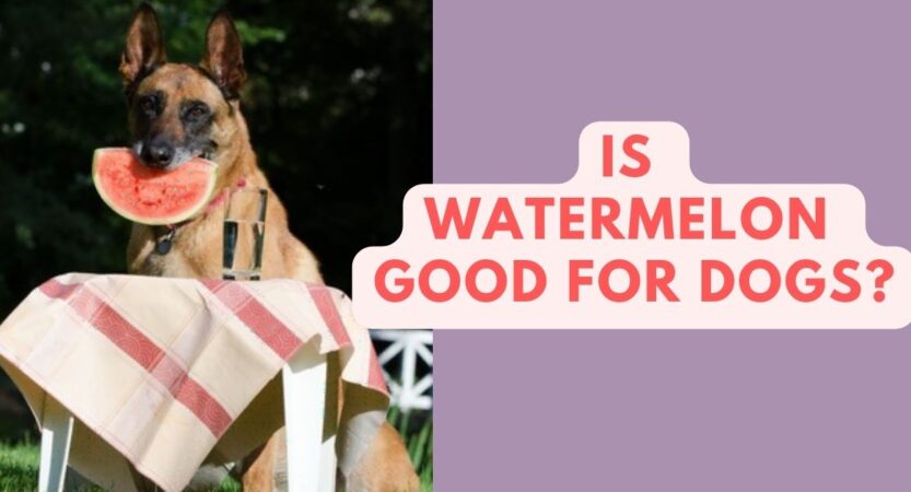 Is Watermelon Good For Dogs? The Truth Revealed!