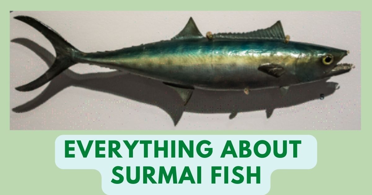 Surmai Fish in English | Surmai Benefits | Tamil, Telugu, Bengali Names