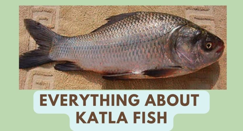 Katla Fish | Katla in English | Catla Benefits | Telugu, Bengali Names