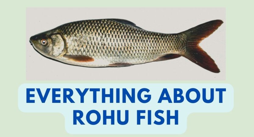 Rohu Fish in English | Rohu Benefits | Bengali, Tamil, Telugu Name
