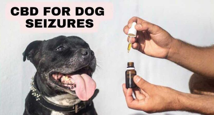 CBD for Dog Seizures: Understanding the Science behind the Miracle