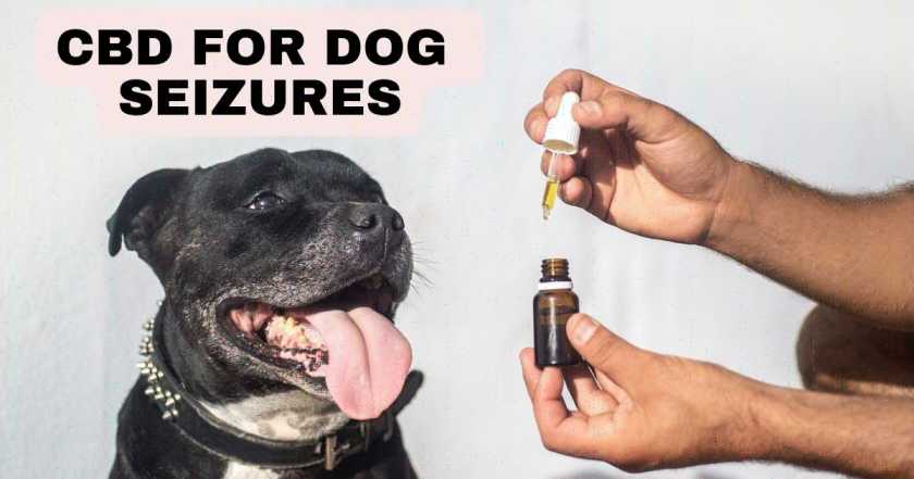 CBD for Dog Seizures: Understanding the Science behind the Miracle