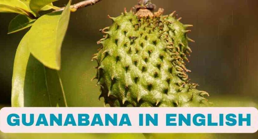 Guanabana in English | Health Benefits of Guanabana Fruit