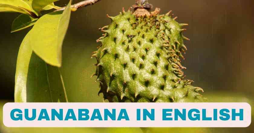 Guanabana in English | Health Benefits of Guanabana Fruit