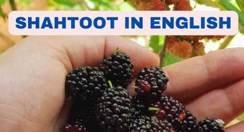 Shahtoot in English | Benefits of Shahtoot